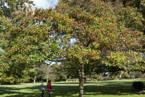 Crataegus crus-galli