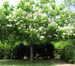 Catalpa speciosa