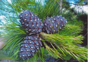 Pinus_sibirica