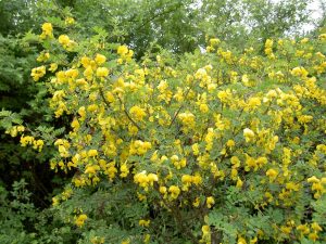 Colutea arborescens