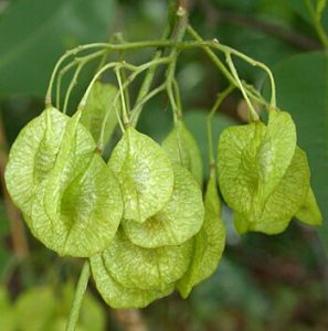 Рtelea trifoliata
