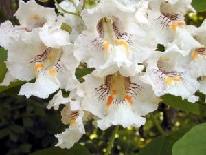 Catalpa-speciosa