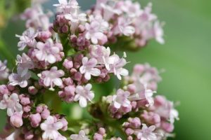 Valeriana officinalis