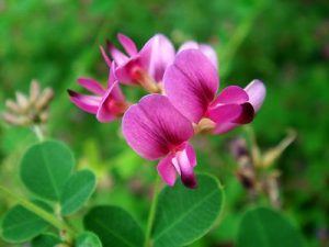 Lespedeza bicolor