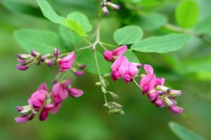 Lespedeza bicolor
