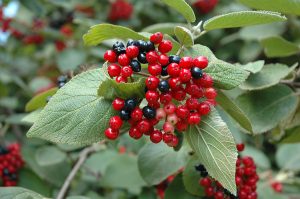 Viburnum lantana