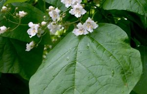 catalpa