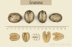 Орех Пекан сорт Grazona