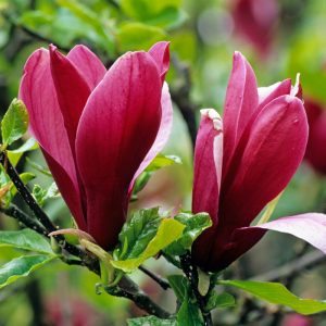 Magnolia liliiflora