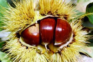 Castanea sativa