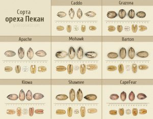 Сорта ореха Пекан