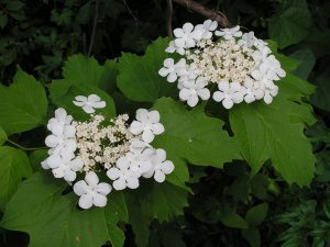 Калина_саржента