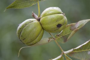 Кария овальная, или Гикори лохматый