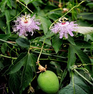 Пассифлора инкарната, Passiflora incarnata,