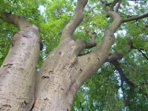 Каркас южный, Celtis australis
