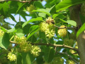 Маклюра, Maclura pomifera