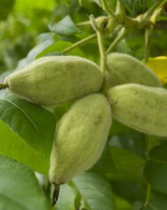 Серый орех, Juglans cinerea