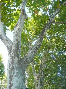 Платан кленолистный, Platanus acerifolia