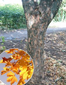 Клен платановидный, Acer platanoides
