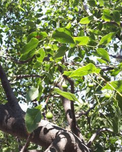 Каркас южный, Celtis australis