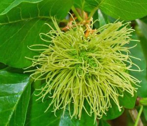 Маклюра, Maclura pomifera