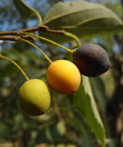 Каркас южный, Celtis australis