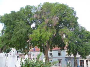 Каркас южный, Celtis australis