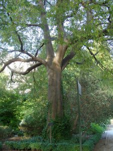 Каркас южный, Celtis australis