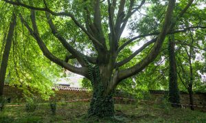 Каркас южный, Celtis australis