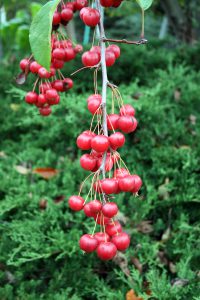 Яблоня ягодная, Сибирка, Malus baccata