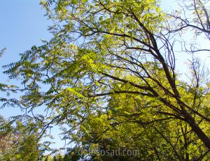 Орех скальный, Juglans rupestris Engelm