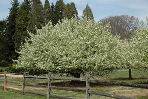 Яблоня ягодная, Сибирка, Malus baccata