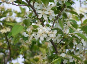 Яблоня ягодная, Сибирка, Malus baccata