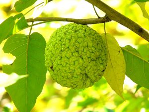 Маклюра, Maclura pomifera