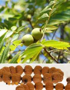 Орех скальный, Juglans rupestris Engelm