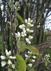 Ирга, Amelanchier