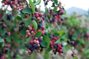 Ирга, Amelanchier
