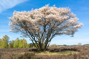 Ирга, Amelanchier