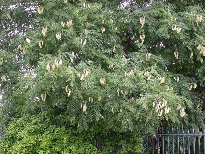 Бундук, мыльное дерево, Gymnocladus