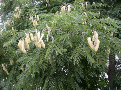 Бундук, мыльное дерево, Gymnocladus