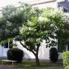 Catalpa bignonioides