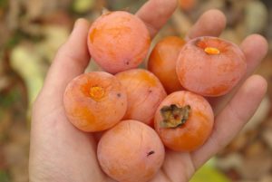 Хурма Виргинская, Diospyros virginiana