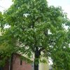 Catalpa bignonioides