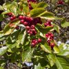 Crataegus crus-galli