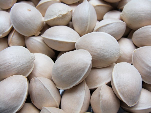 Гинкго Билоба, Гинкго двулопастный (семена 2023г, цена за 5 шт.  Морозостойкость до -35ºC и более) — Лесосад