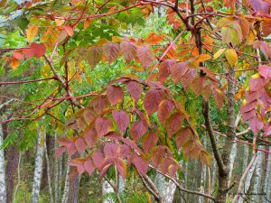 Аралия, Aralia