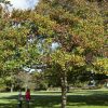 Crataegus crus-galli