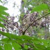 Аралия, Aralia