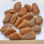 Сосна кедровая Корейская, Кедр корейский, Pinus koraiensis, семена