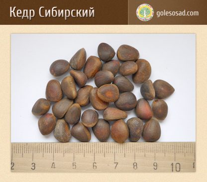 Кедр Сибирский, Сосна кедровая Сибирская, Pinus sibirica, seeds